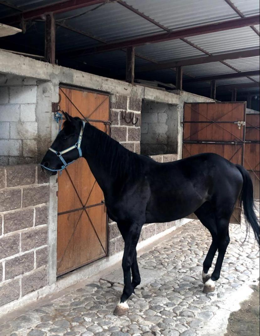 Vive En Un Rancho Otel Puebla Dış mekan fotoğraf